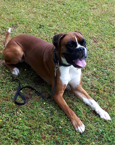 cassius clay