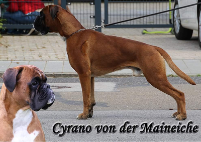 cyrano
